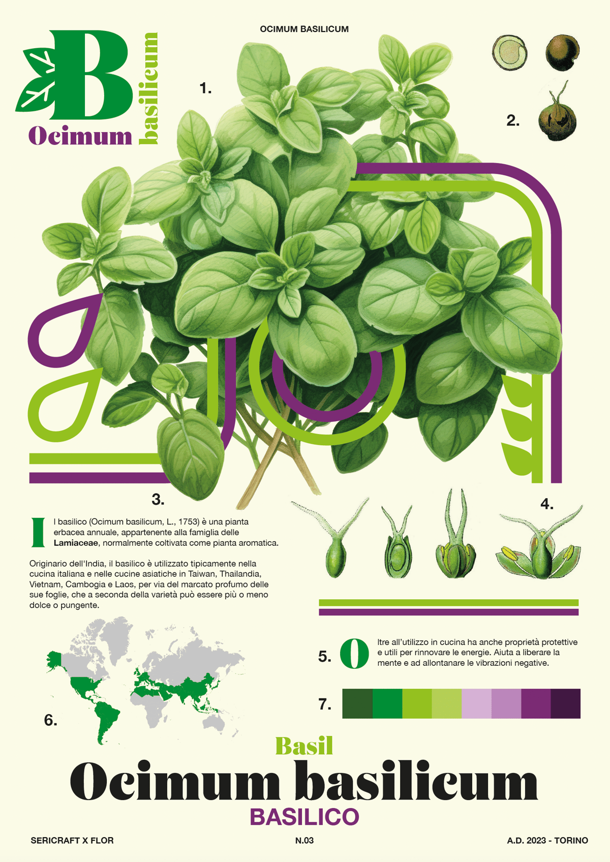 Sericraft x Flor N.03 Ocimum basilicum Botanical poster